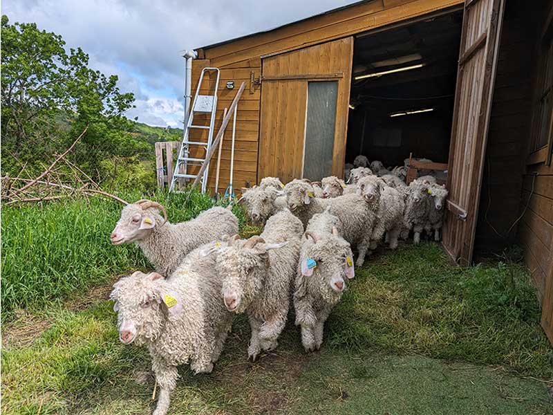 Troupeau de chèvres angoras à Tiranges en Haute-Loire, Auvergne