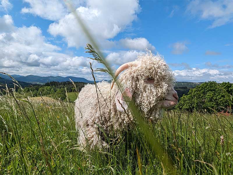 Chèvres angoras en Haute-Loire, Auvergne