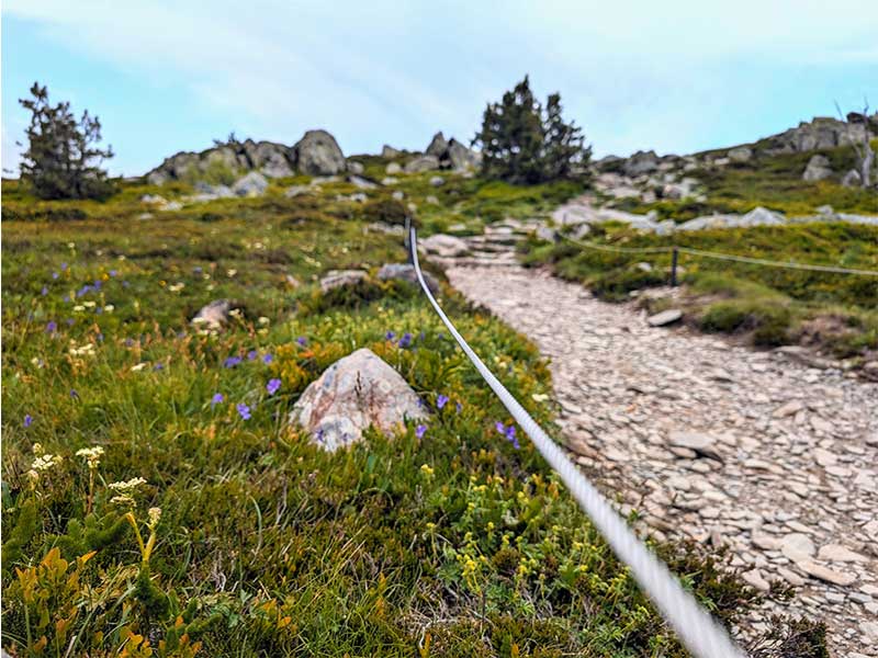 Faune et une flore unique sur le massif du Mézenc en Haute-Loire, Auvergne